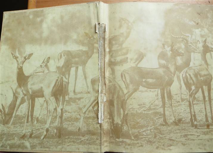SA National Parks Cigarette Cards Album - Complete - Foxing