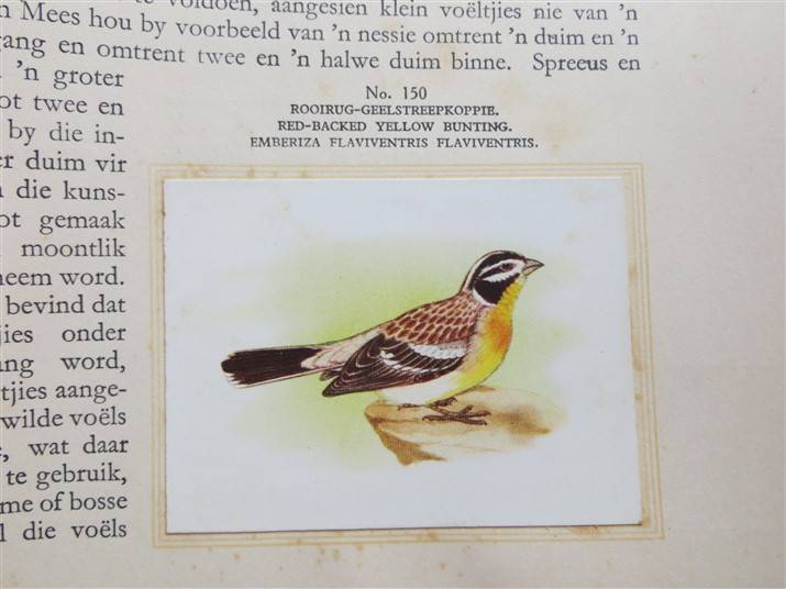 SA Birds Cigarette Cards Album - Complete - Foxing