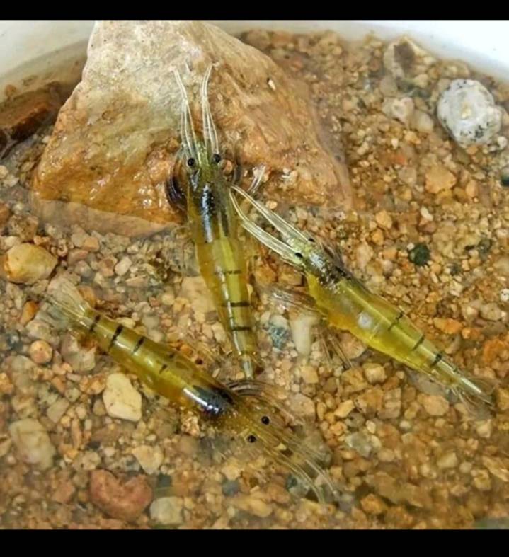 *10PC SHRIP* FISHING BAIT