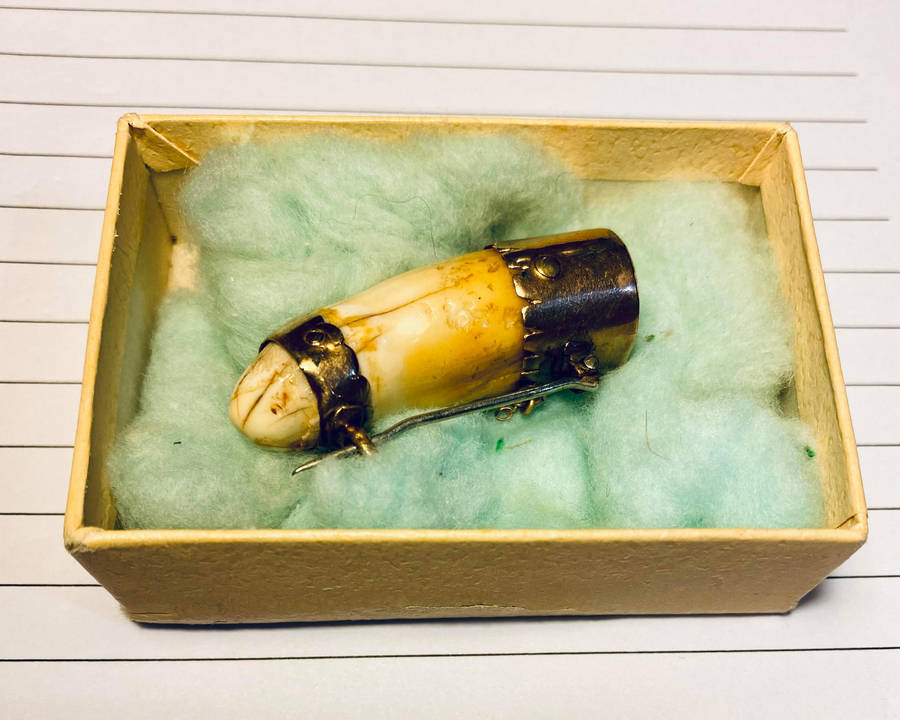 Antique Victorian 9K Gold Animal Tooth Brooch