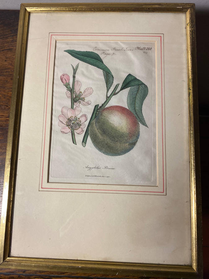 Original Pair Of Antique Prints by Dr Woodville c.1794 Botanicals