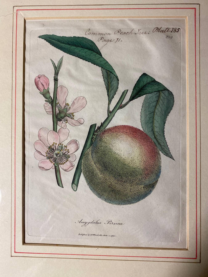 Original Pair Of Antique Prints by Dr Woodville c.1794 Botanicals
