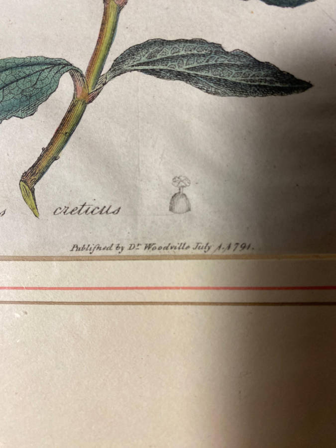 Original Pair Of Antique Prints by Dr Woodville c.1794 Botanicals