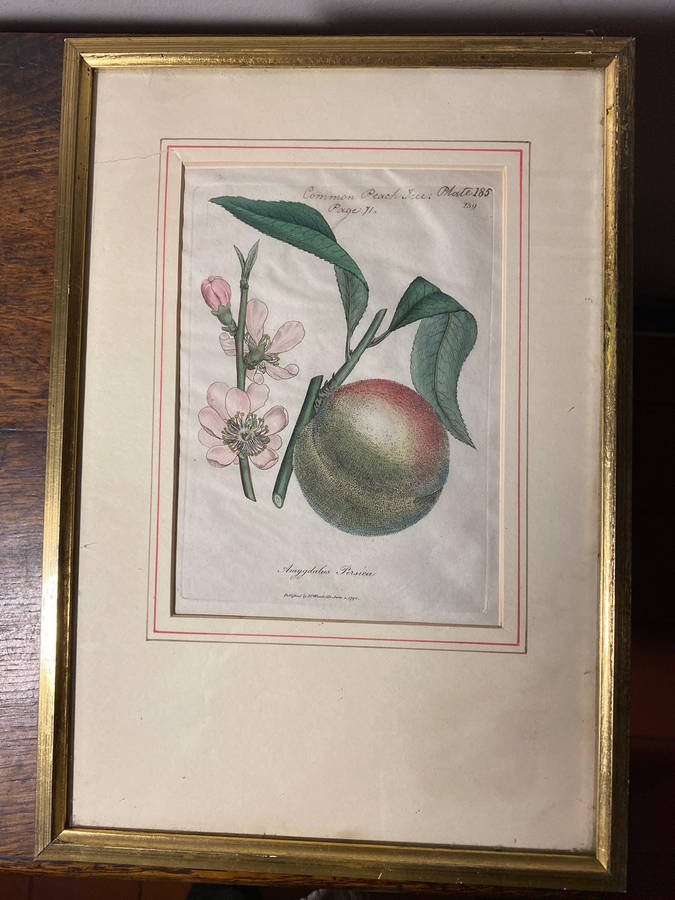 Original Pair Of Antique Prints by Dr Woodville c.1794 Botanicals