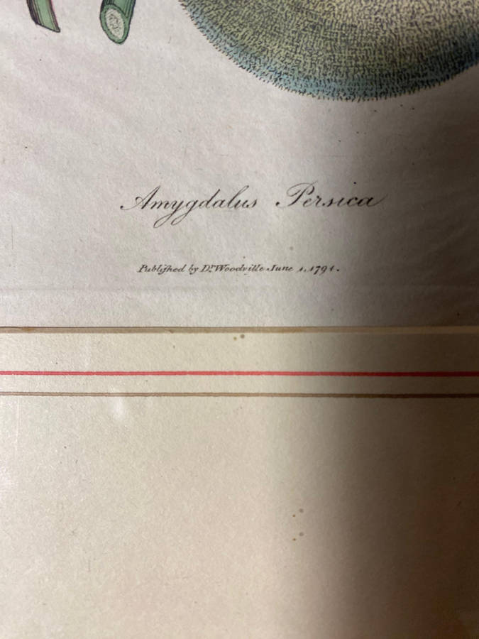 Original Pair Of Antique Prints by Dr Woodville c.1794 Botanicals