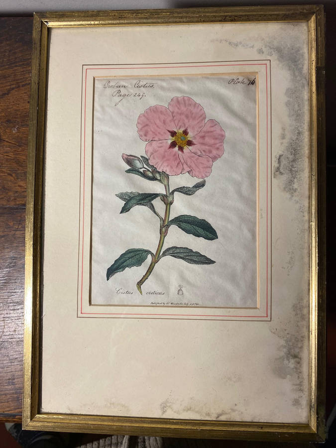Original Pair Of Antique Prints by Dr Woodville c.1794 Botanicals