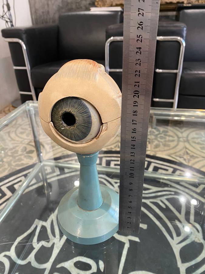 Anatomical Eye Model 1920s