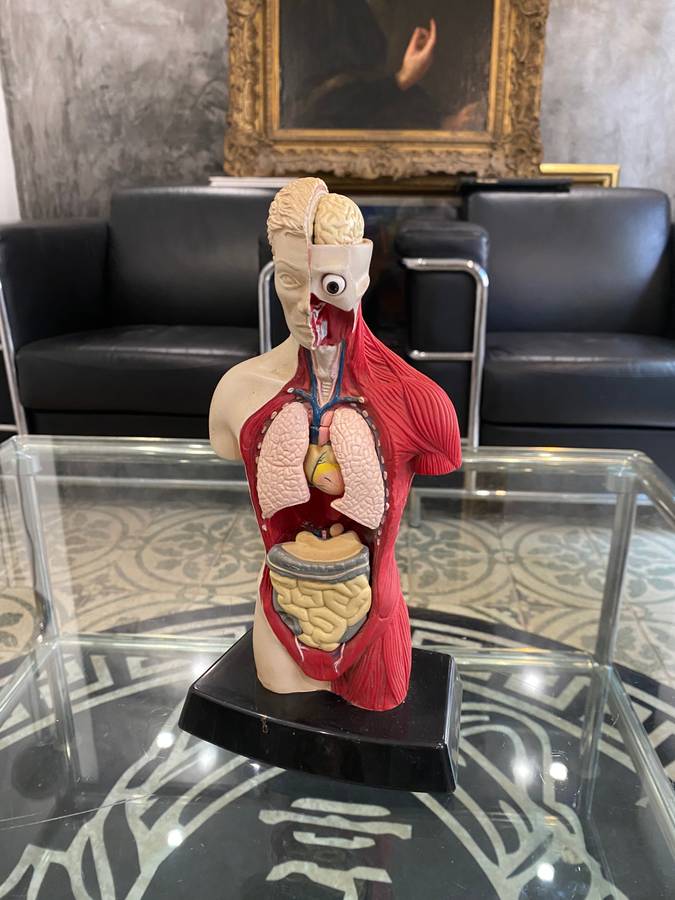 Anatomical Human Torso Figure by Bluebird 1996