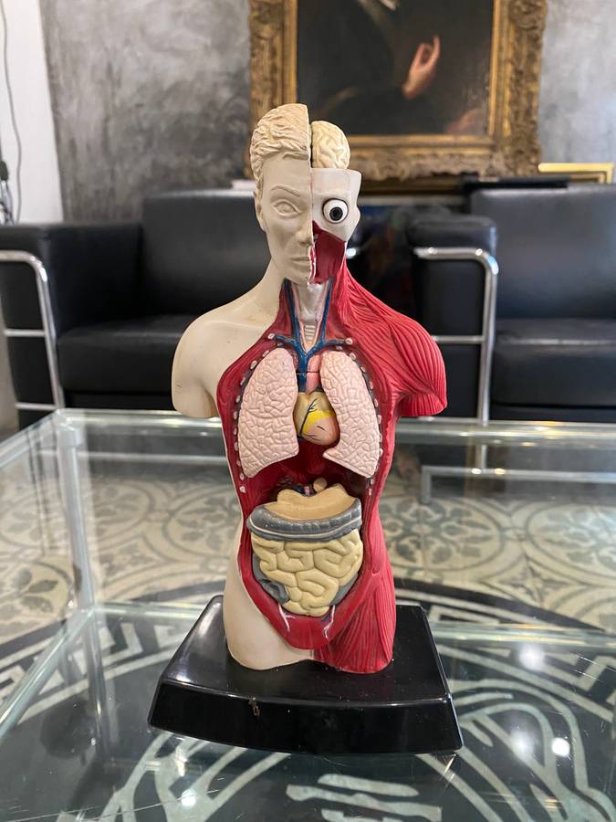 Anatomical Human Torso Figure by Bluebird 1996