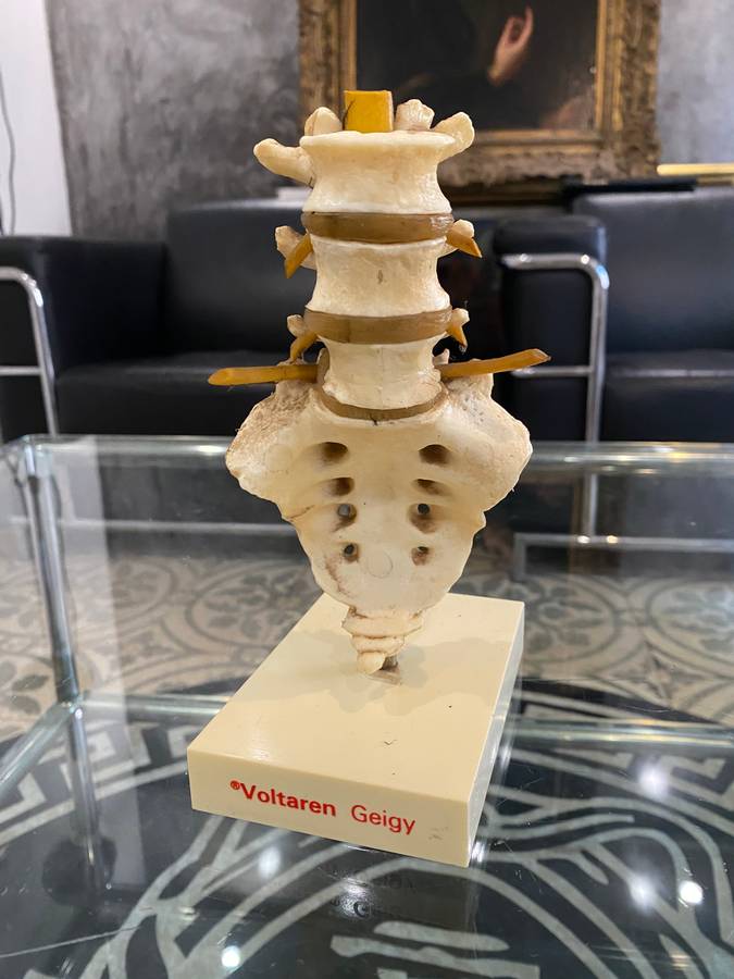 Rare Anatomical Lumbar Spine Model by Voltaren Geigy