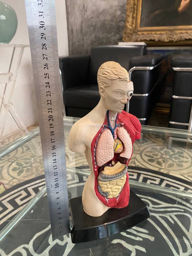 Anatomical Human Torso Figure by Bluebird 1996