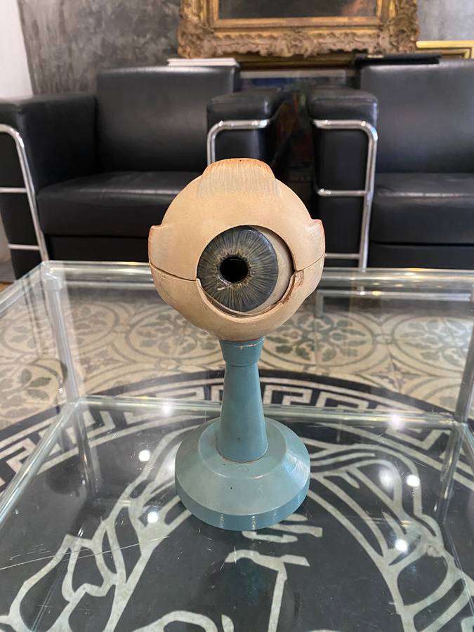 Anatomical Eye Model 1920s