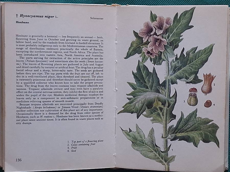 Herbs (Concise Guides in Colour) by Frantisek Stary, Vaclay Jirasek  Hardcover 1974