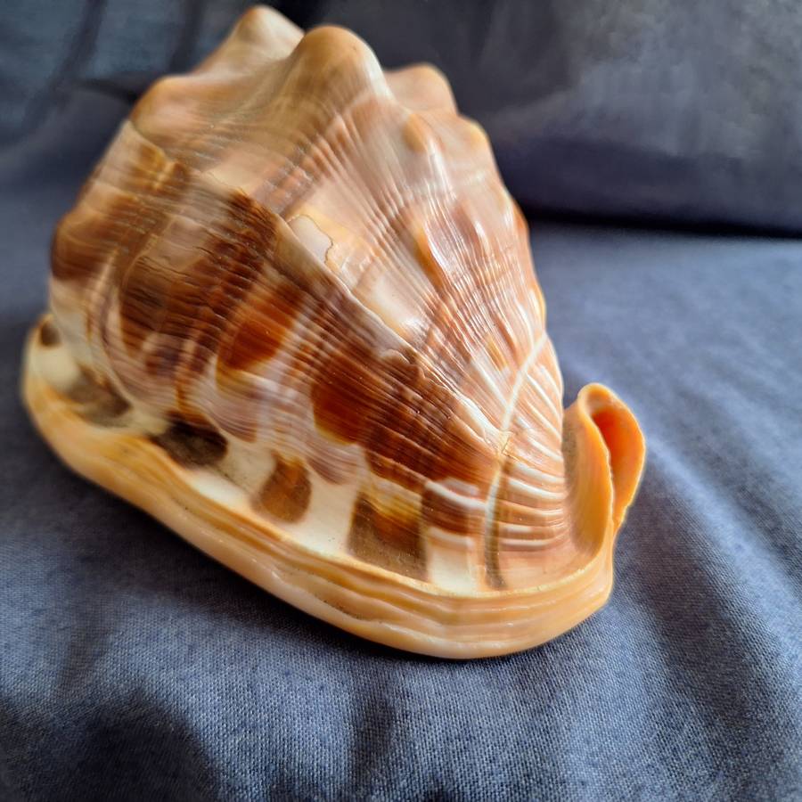 Conch Shell