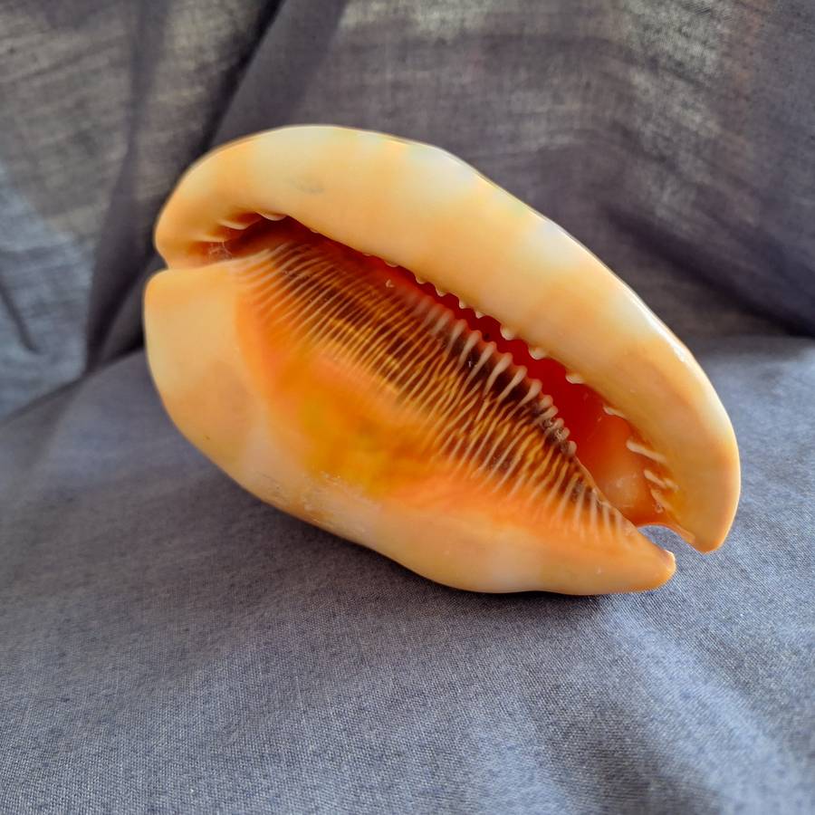 Conch Shell