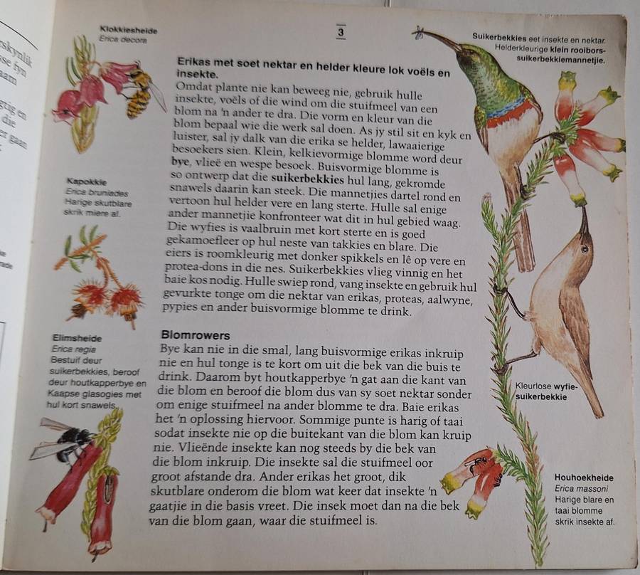 Ontdek die Kaapse Fynbos en sy Dierelewe deur Margo Branch Sagteband