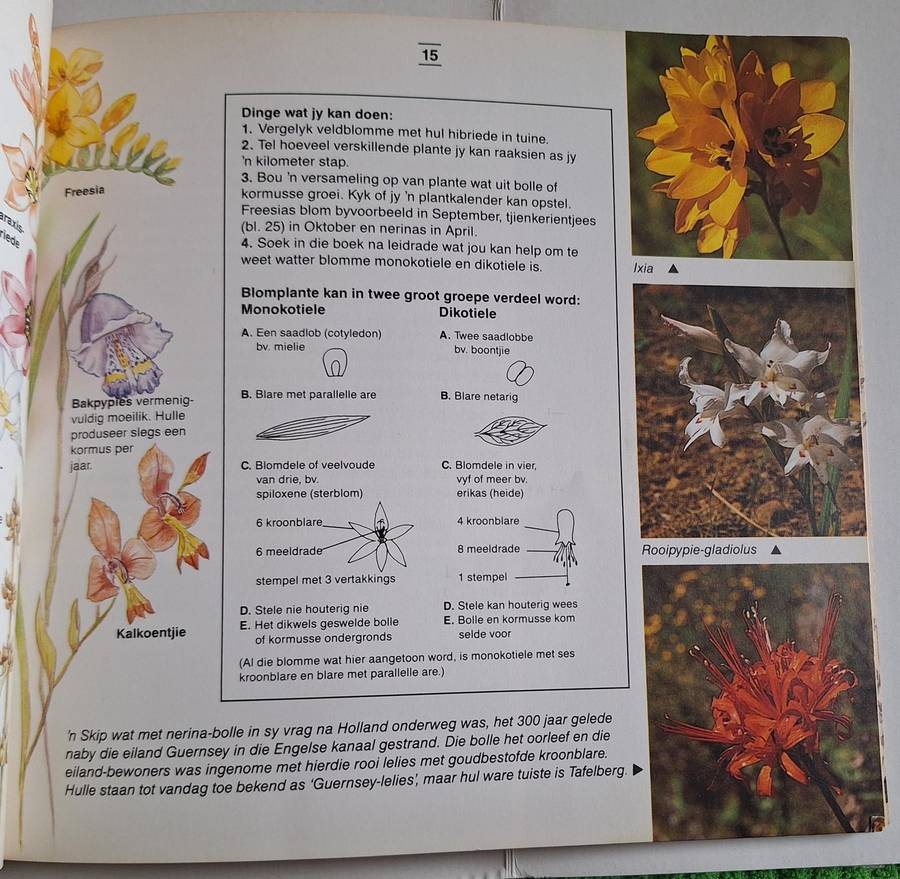 Ontdek die Kaapse Fynbos en sy Dierelewe deur Margo Branch Sagteband