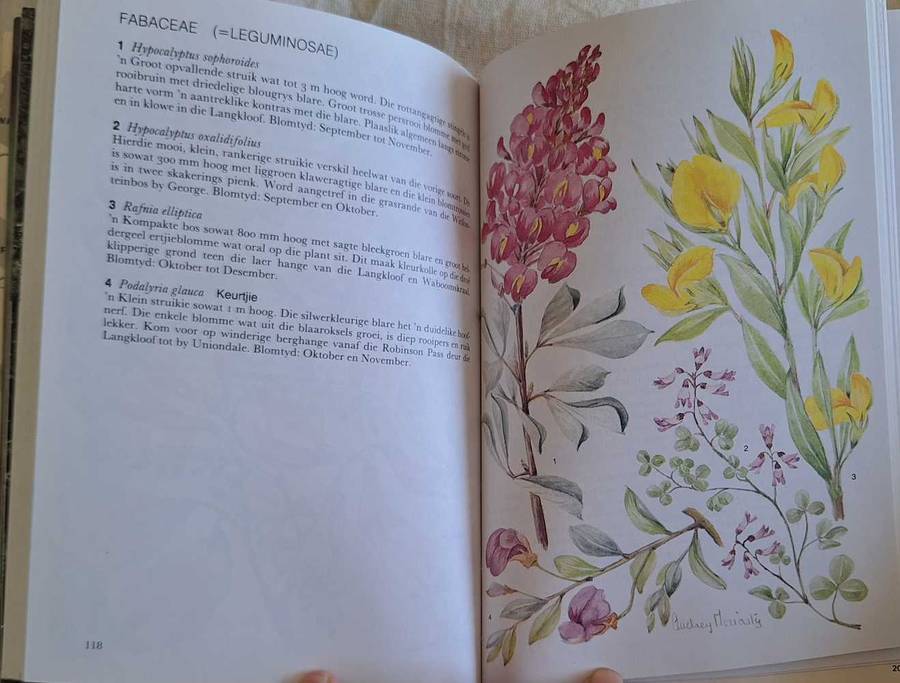 Outeniekwa Tsitsikamma & Oostelike Klein-Karoo Veldblomgids deur Audrey Moriarty Sagteband