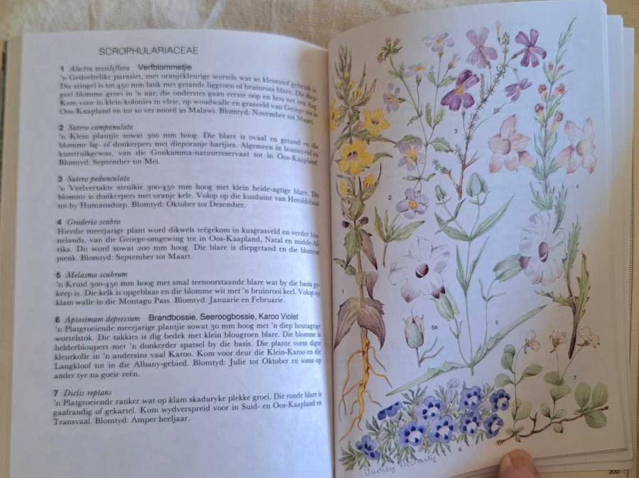 Outeniekwa Tsitsikamma & Oostelike Klein-Karoo Veldblomgids deur Audrey Moriarty Sagteband