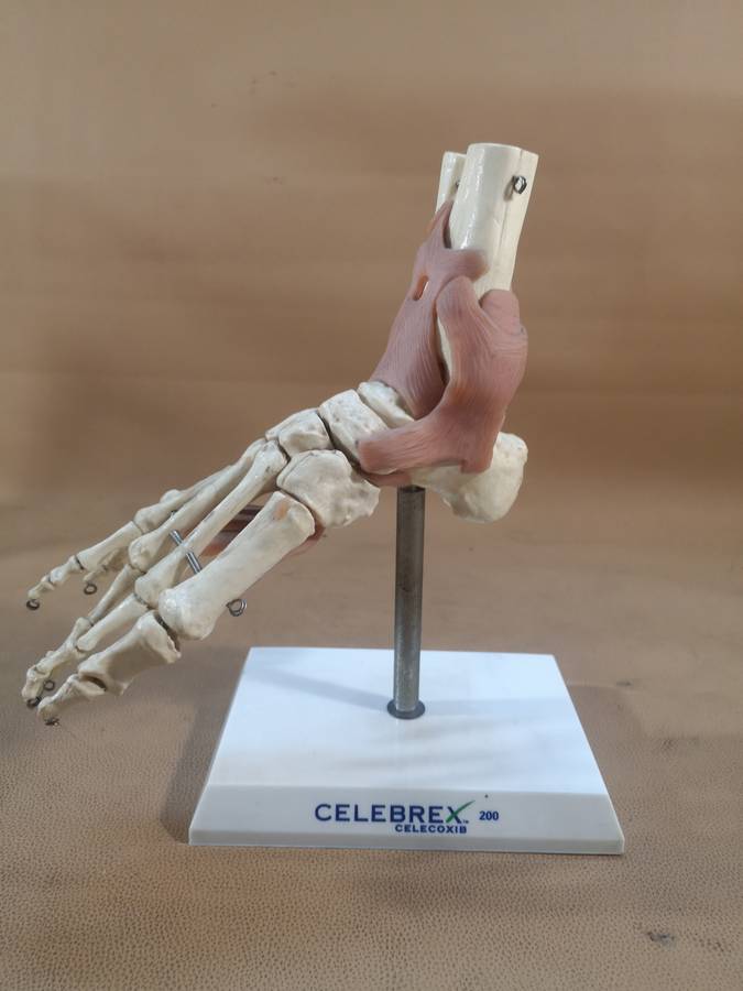 Anatomical LIfe Size Human Foot Joint Celebrex 200 Model
