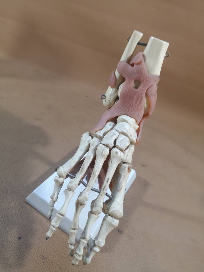 Anatomical LIfe Size Human Foot Joint Celebrex 200 Model