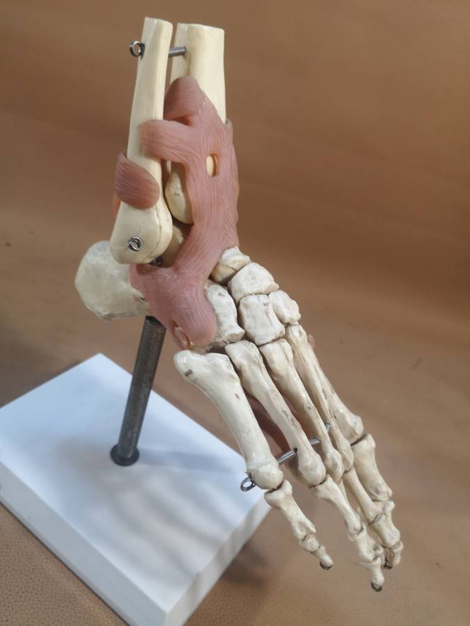 Anatomical LIfe Size Human Foot Joint Celebrex 200 Model