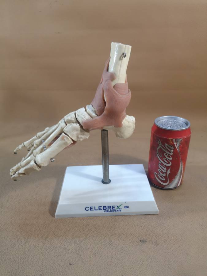 Anatomical LIfe Size Human Foot Joint Celebrex 200 Model