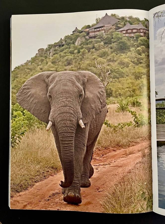 Safari in Style - South Africa