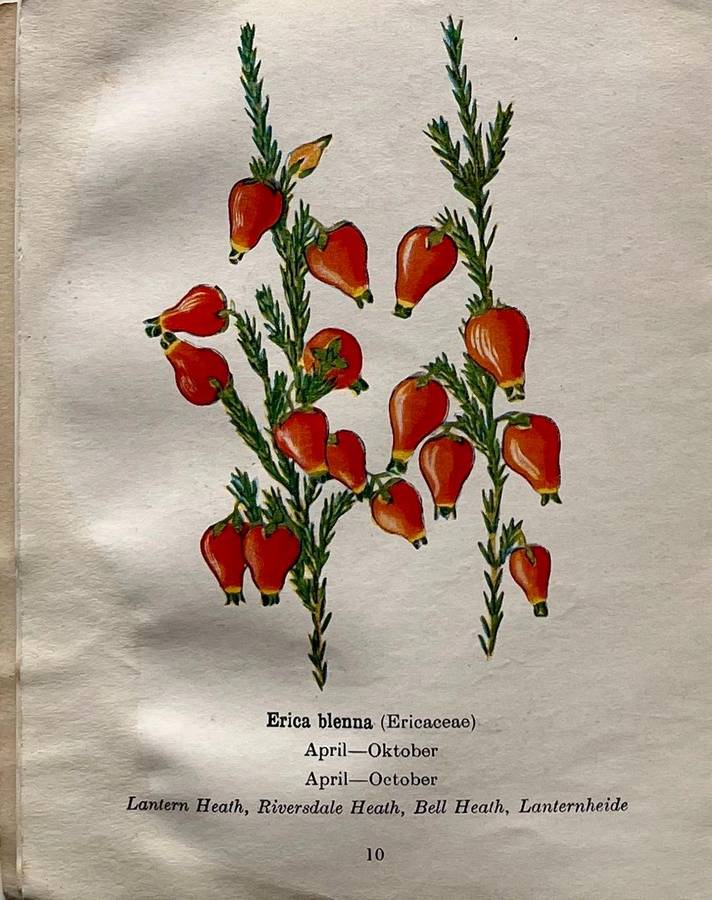 Protected Wild Flowers of the Cape Province Volume 1 and Volume 3
