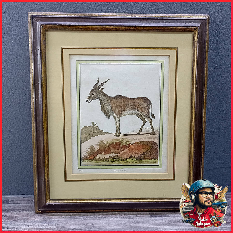 Framed Antique Colored Etch Le Canna