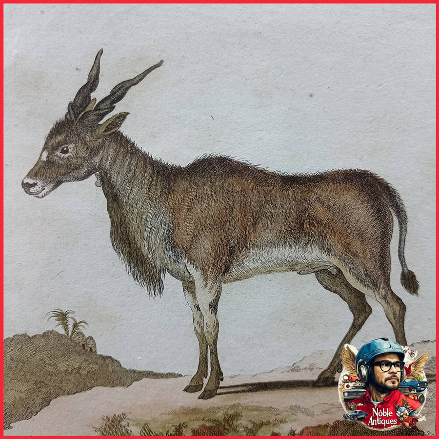 Framed Antique Colored Etch Le Canna