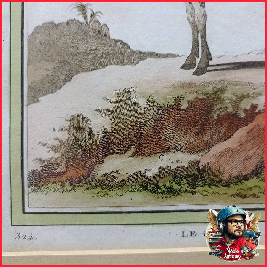 Framed Antique Colored Etch Le Canna