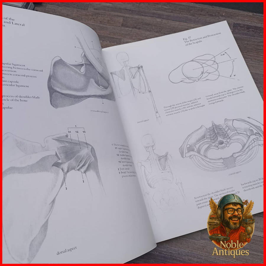 Large Hardcover HUMAN ANATOMY FOR ARTISTS