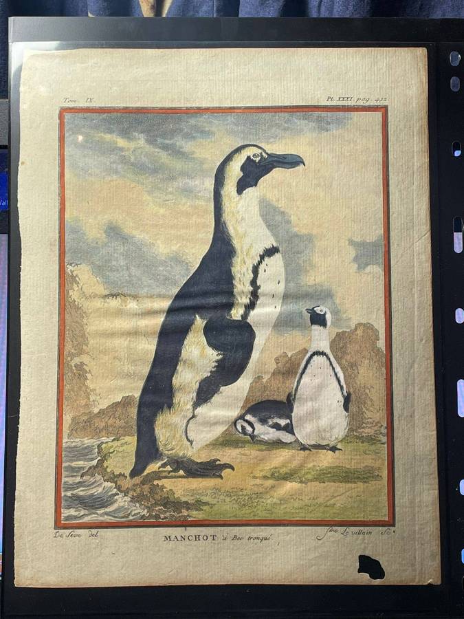 A STUB-BILLED PENGUIN / MANCHOT A BEC TRONQUE ORIGINAL BUFFON COPPER PLATE ENGRAVING 1766 APPROX.