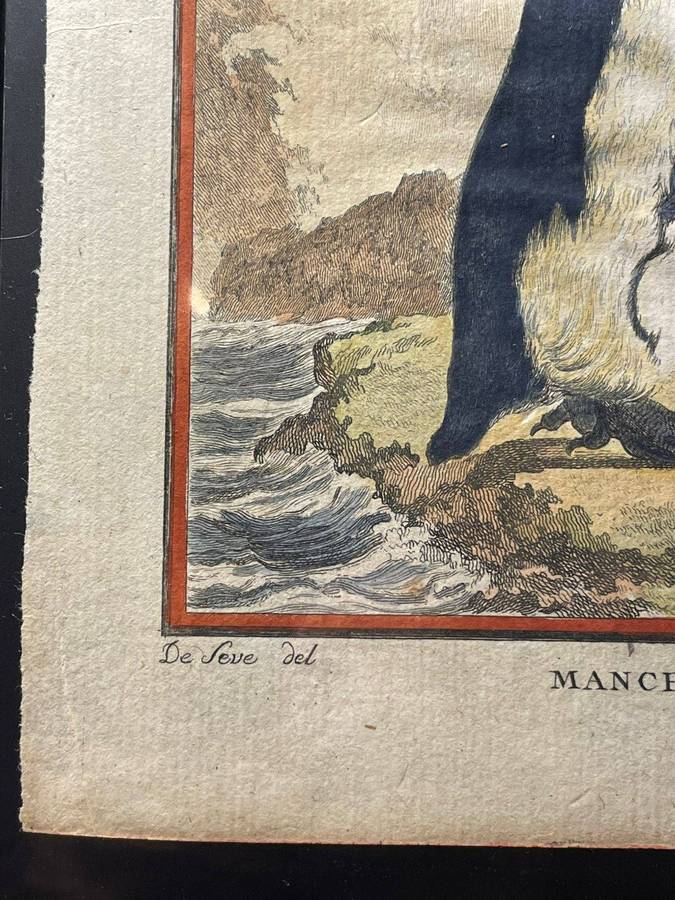 A STUB-BILLED PENGUIN / MANCHOT A BEC TRONQUE ORIGINAL BUFFON COPPER PLATE ENGRAVING 1766 APPROX.