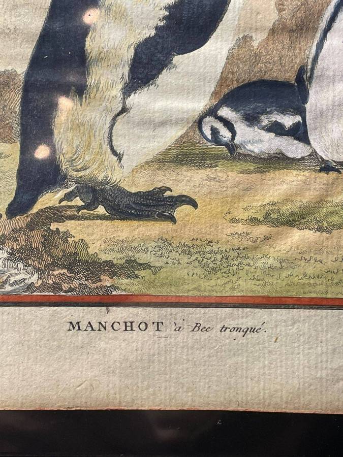 A STUB-BILLED PENGUIN / MANCHOT A BEC TRONQUE ORIGINAL BUFFON COPPER PLATE ENGRAVING 1766 APPROX.
