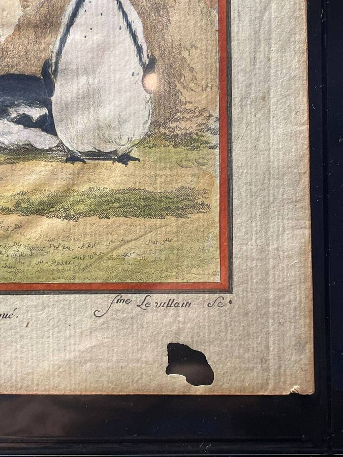 A STUB-BILLED PENGUIN / MANCHOT A BEC TRONQUE ORIGINAL BUFFON COPPER PLATE ENGRAVING 1766 APPROX.