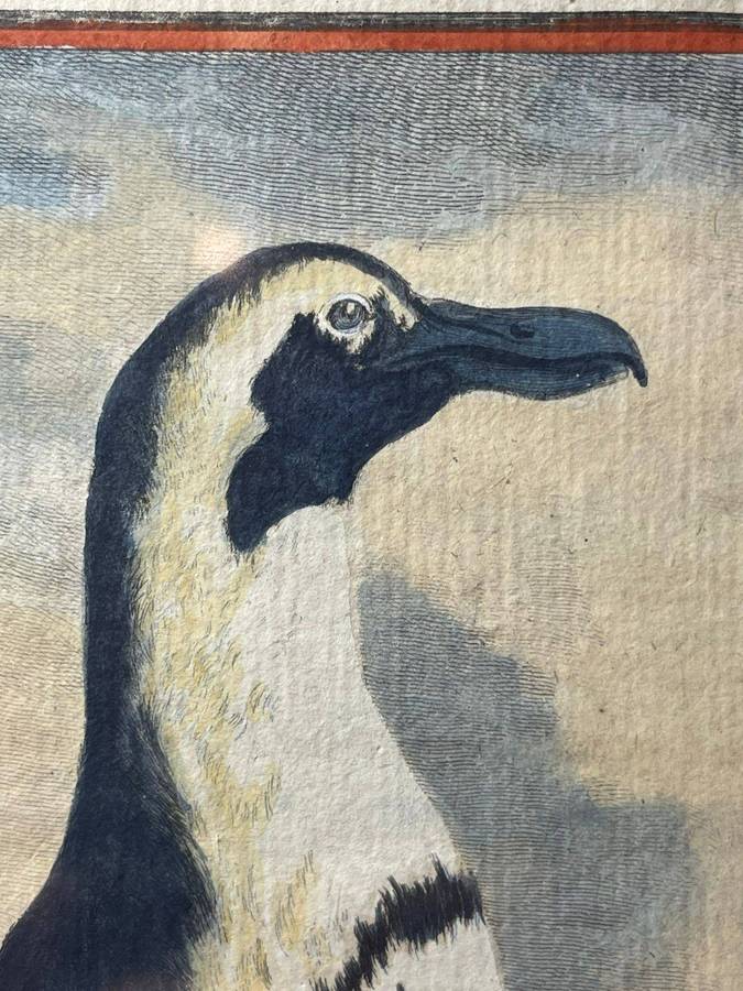 A STUB-BILLED PENGUIN / MANCHOT A BEC TRONQUE ORIGINAL BUFFON COPPER PLATE ENGRAVING 1766 APPROX.