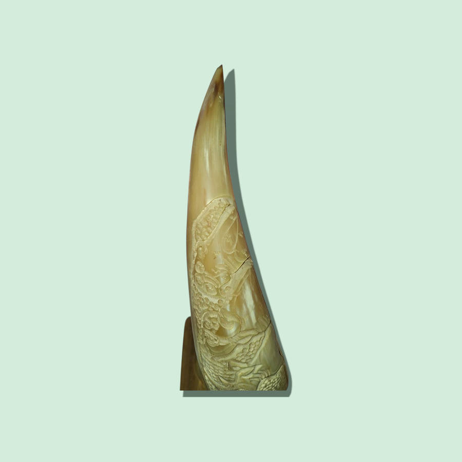 Crafted Horn With The Big 5 On Wood Stand