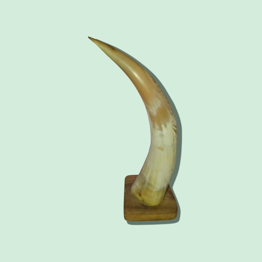 Crafted Horn With The Big 5 On Wood Stand