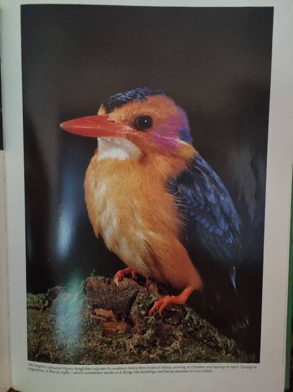 Spectacular World of Southern Africa Birds