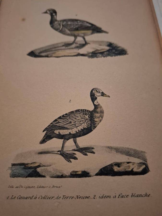 Lithograph 1850, Le Canard a Collier with authenticity label by Paulus Swaen