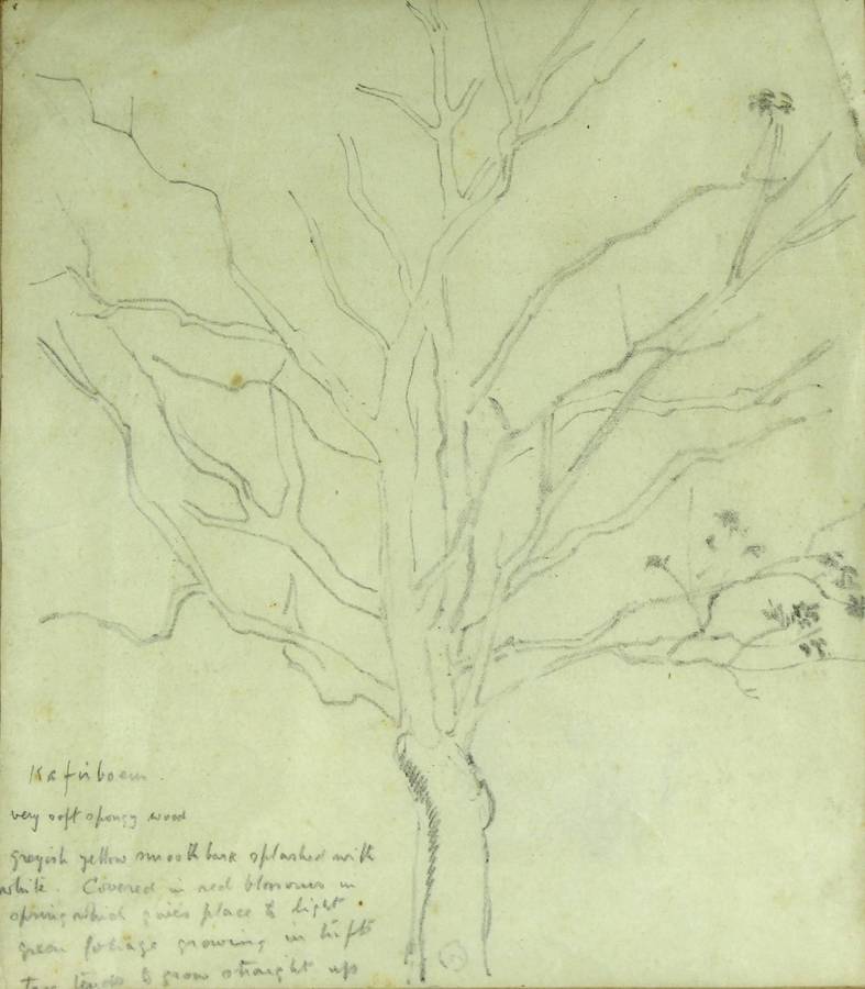 Strat Caldecot - Tree pencil drawing
