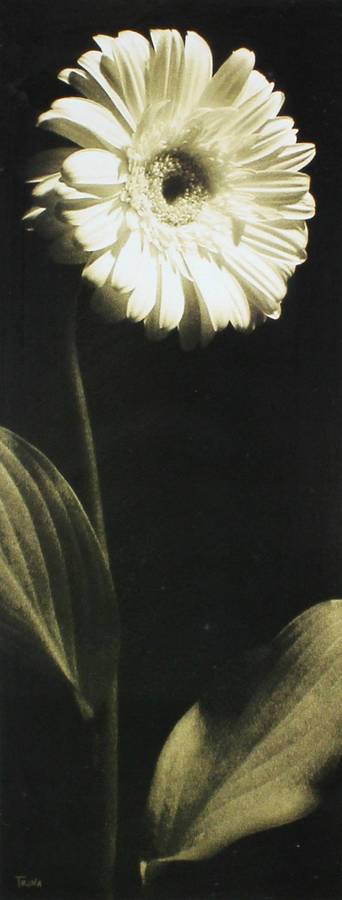 Trina - White flower print