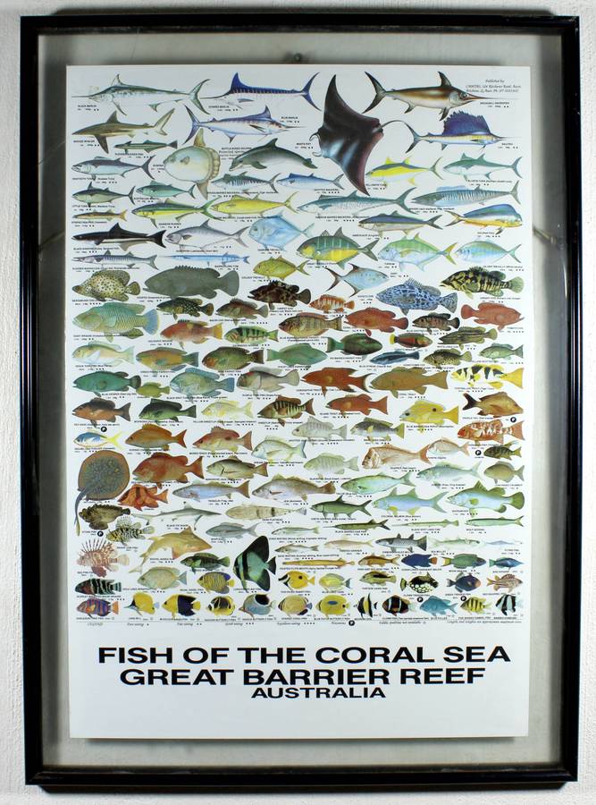 Fish of the coral sea - Great barrier reef Australia