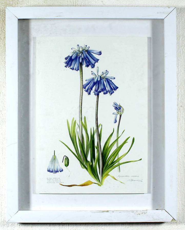 W Thomas - Agapanthus signed print