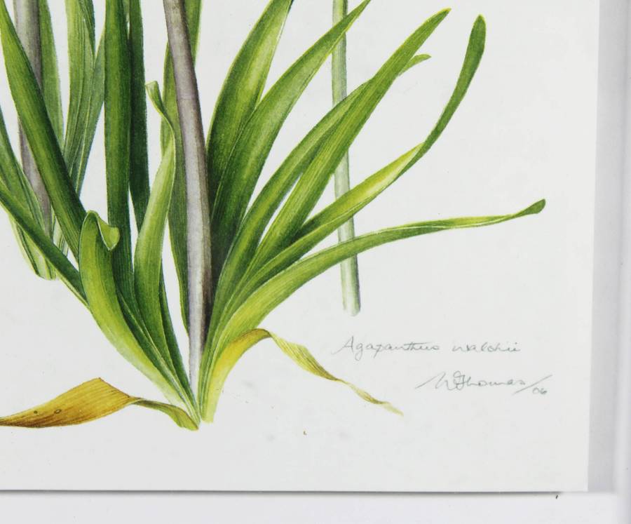 W Thomas - Agapanthus signed print