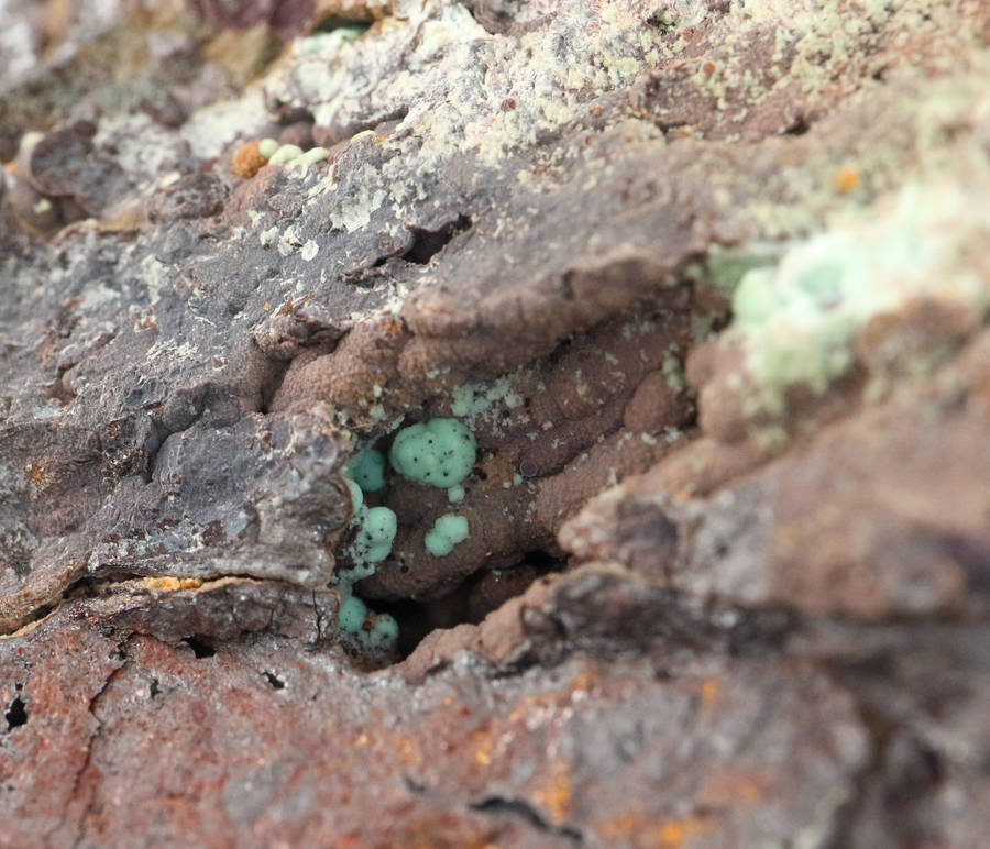 Chrysocolla on Goethite, Mashamba West Mine, DRC