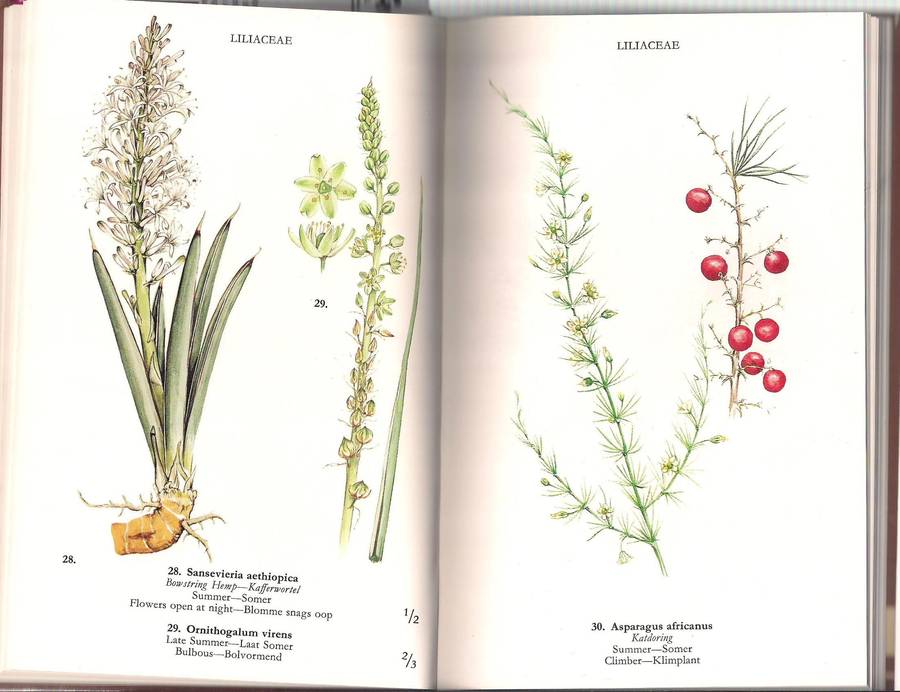 Wild Flowers of the Northern Cape / Veldblomme van Noord-Kaapland