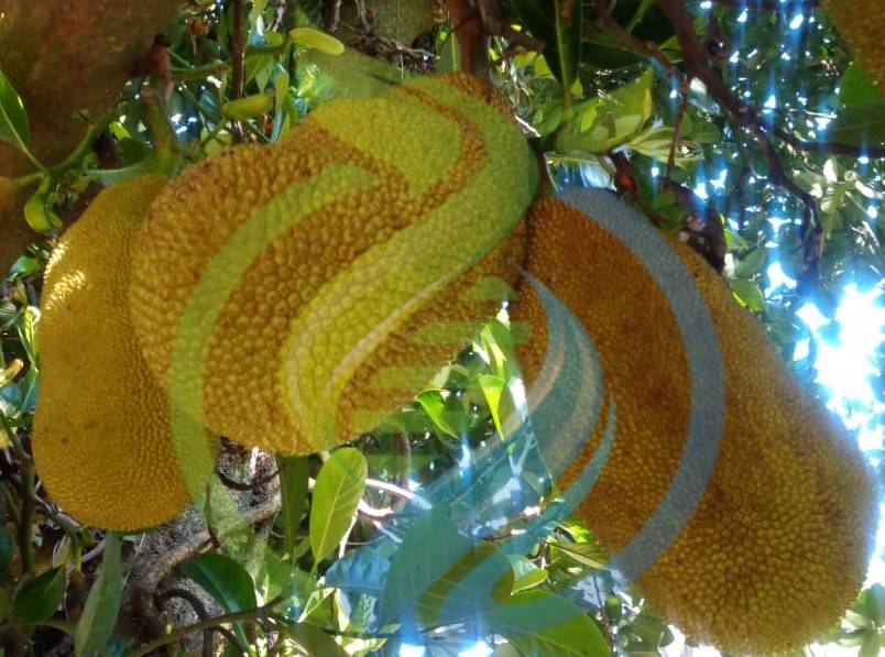 Jackfruit trees